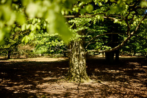 In the center of the picture is a tree trunc, topped by a lot of green leaves above.